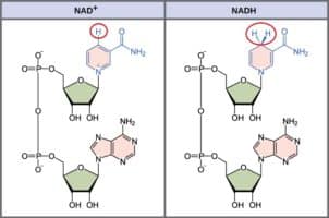NAD-NADH Cycle