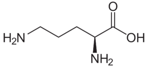 Ornithine