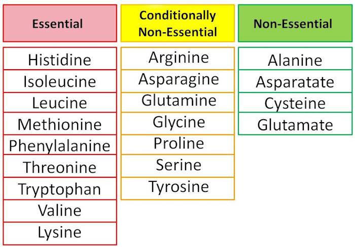 What Is An Example Of Semi Essential Amino Acid