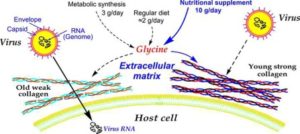 Glycine Benefits the Immune System