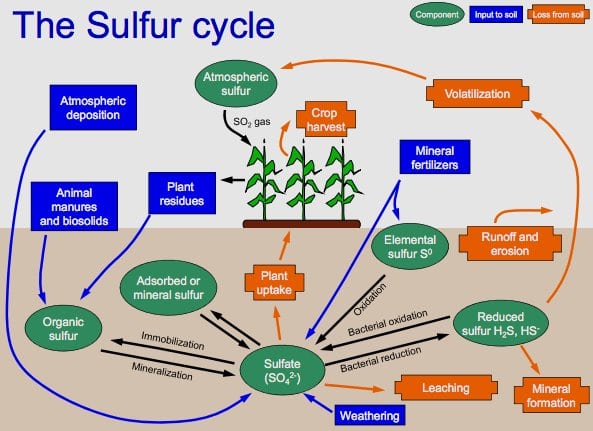 Methylsulfonylmethane (MSM) Benefits provided by The Sulfur Cycle
