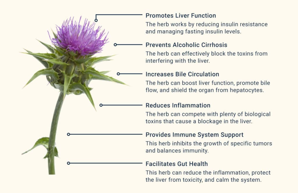 Health Benefits of Milk Thistle » The Nutraceutical Database