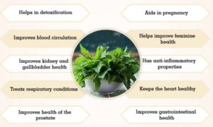 Health Benefits of Stinging Nettle