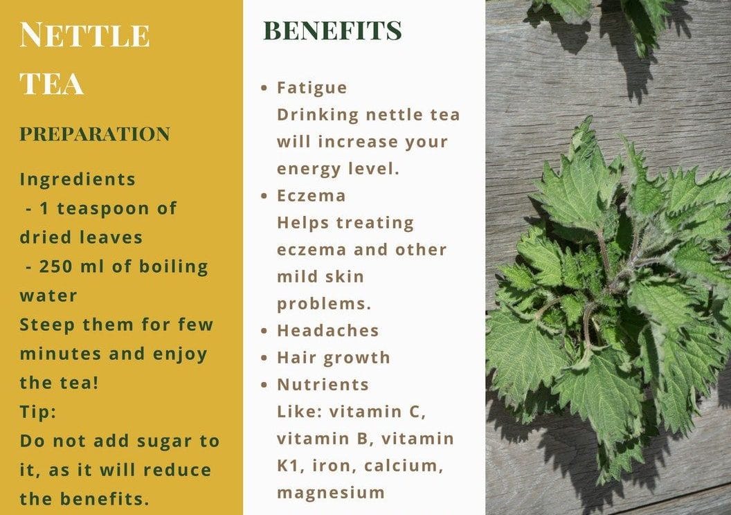 Nettle Leaf Tea Benefits