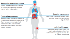 Nettle Root Benefits