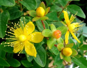 St. John's Wort