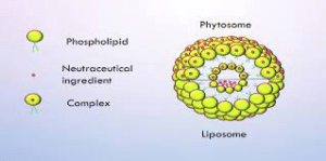 Curcumin Phytosome