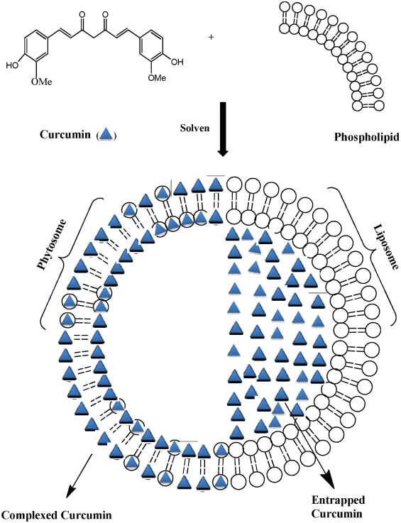 Curcumin Phytosome Benefits
