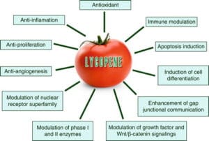 Lycopene's Role in Cancer Prevention & Treatment.