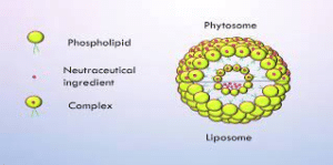 Silymarin Phytosome