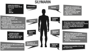 Silymarin Phytosome Benefits