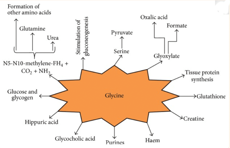 glycine metabolism